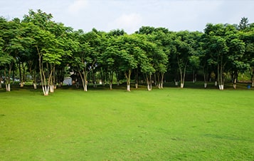 Landscaped Area